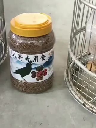 45斤桶装八哥饲料鸟饲料鹩哥专用食粮鸟食黑八画眉营养鸟粮 #养鸟经验分享 #八哥鸟爱好者 #八哥用品 #会唱歌的八哥 #萌宠好物