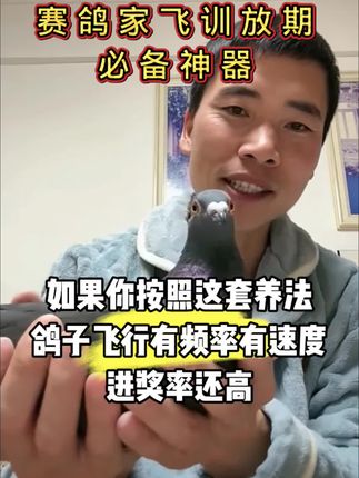 蛋白粉在养鸽中的作用#信鸽赛鸽 #赛鸽比赛 #职业赛鸽