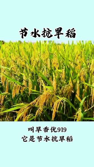 节水抗旱稻旱香优919长势真的好#我要上热门 #节水抗旱稻 #抖音助农 #玩法合伙人激励@DOU+小助手