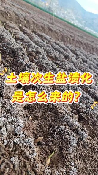 土壤次生盐渍化是怎么来的?#焕生 #土壤 #次生盐渍化 #土壤改良 #农业科普
