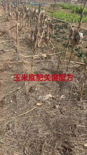 玉米底肥别乱用!今年想高产,抓住这一个“关键”就够了。#玉米种植 #玉米高产种植技术 #三农 #三农种植 #种玉米