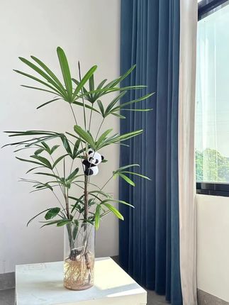 水培金山棕竹绿植净化空气室内水养可土盆栽客厅植物#绿植