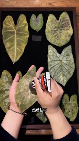 彩叶芋标本教程来啦#日常分享 #diy#手工