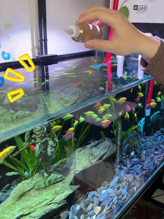 不喷油、不浑水的高蛋白缓沉鱼粮,上中下层鱼都能吃到 #养鱼日记 #水族 #清澜澳