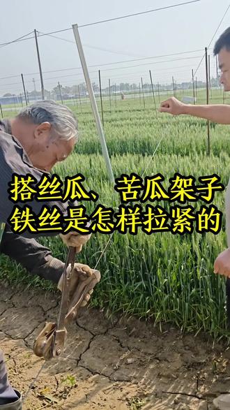 搭丝瓜、苦瓜架子铁丝怎样拉紧?丝瓜种植,苦瓜种植#丝瓜 #苦瓜 #种菜小技巧 #三农