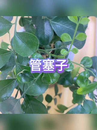 #下水管#管塞子#水管