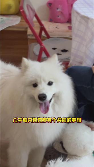 自从给我家狗狗安排上了嘎嘎叫的小黄鸭,它简直玩疯了!#科学养宠攻略#萌宠好物#宠物玩具#狗狗玩具#狗狗小黄鸭玩具