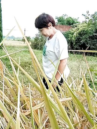 #我的乡村生活 看我家乡的滔谷熟了
