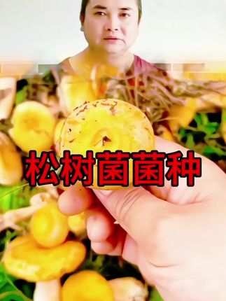#创作灵感 #三农 #优质农产品 #三农种植 #松树菌菌种