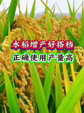 水稻增产好搭档,正确使用产量高#水稻#水稻种植#水稻高产