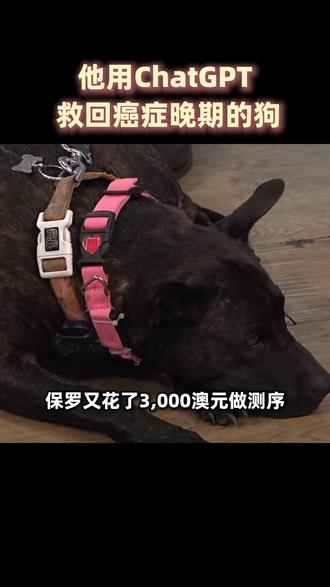 国外大神用ChatGPT救回癌症晚期的狗!#科技 #AI #ChatGPT