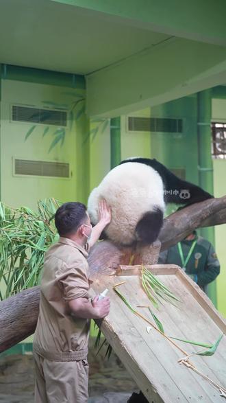 威哥推猪屁股 阿猪这个姿势喷不来药
搞定以后乖乖喝水了~
#大熊猫妹猪 #大熊猫妹珠 #妹猪成长日记 #熊猫宝宝 #大熊猫幼崽