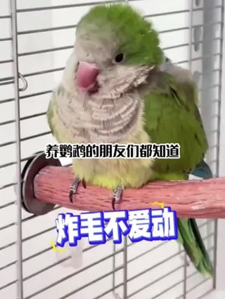 养鹦鹉水里加一宝鸟宝没病身体好