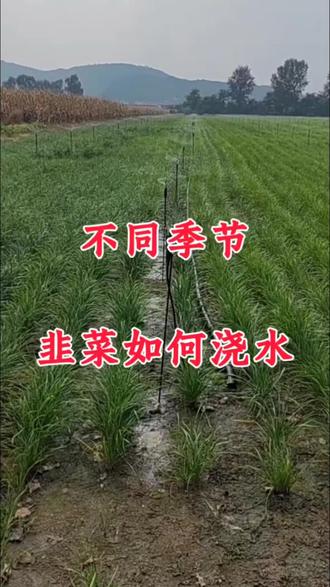 不同季节,韭菜如何浇水?#韭菜 #韭菜种植 #韭菜种植方法 #种韭菜 #农业种植