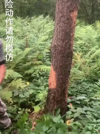 斯蒂尔款SITEL德国进口油锯,方便实用有需要的朋友安排上