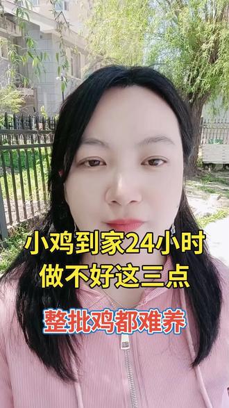 小鸡到家24小时,做不好这三点,整批鸡难养#三农#养殖#养鸡#散养土鸡 #养鸡人