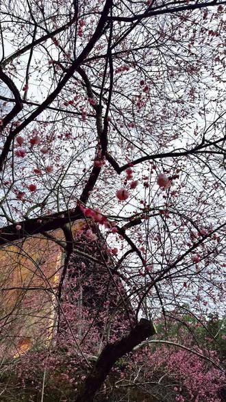 用一首歌的时间,跟随我的镜头游国清寺#大山里的原生态