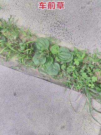 车前草#养生茶#车前草#大自然的馈赠