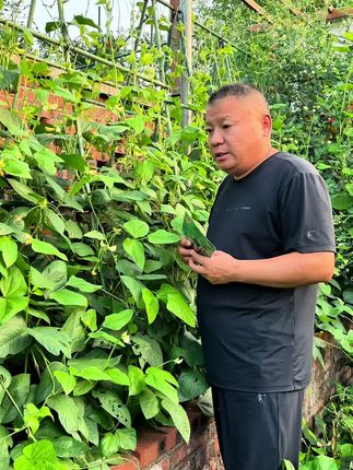 秋豆角可以开始种植了,现在种下去,温度高湿度大,很快就会出芽,没多久就能吃到新鲜的豆角了#农业种植 #家庭种植 #豆角 #豆角种子