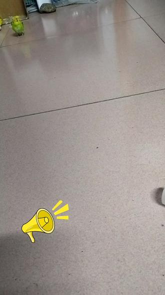 过来!!!。#动物@dou+小助手 #谁能看出这有什么门道 #一般人不知道是什么 #玄凤鹦鹉#鹦鹉