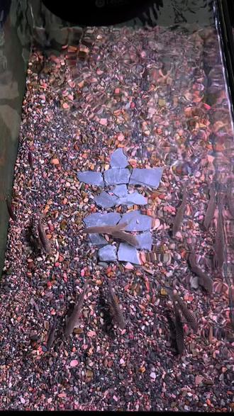 吉景吉鱼,岁岁有余,“吉”字快到吉罗缸里来!
#吉罗#造景#养鱼