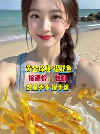 招财黄金锦鲤,好养又旺家 通体金黄似元宝,寓意年年有余、日子兴旺。自来水就能养,新手也能轻松上手。 #黄金锦鲤 #观赏鱼#水族#养鱼日记 #鱼缸里的大自然 @抖加🔥上热门🔥dou+🔥热点宝