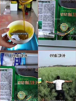 实心矮杆油菜种子荚密含油高油菜籽榨油浓香型长虹油99四川油菜种