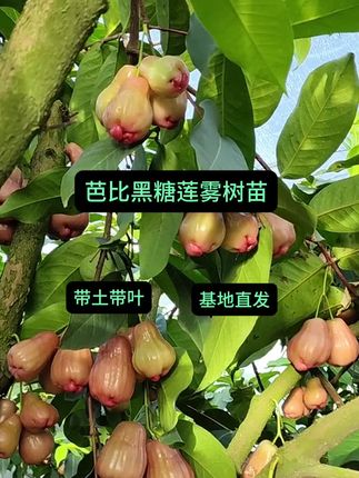 #优质农产品 #大自然的馈赠 #优质水果