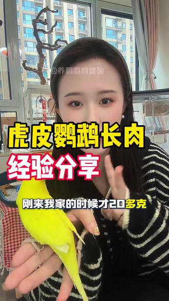 想把小虎皮养的肥肥壮壮很简单!记住这3个重点!日常记得给小鹦鹉补充加纳利子,即可以美毛长膘,又可以当小零食。#虎皮鹦鹉 #新手养鹦鹉 #鹦鹉增肥粮 #手养鸟 #养虎皮鹦鹉入门教学