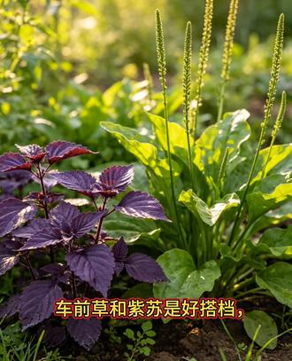 #中草植物 #植物科普 车前草+紫苏是好搭档,学会不求人