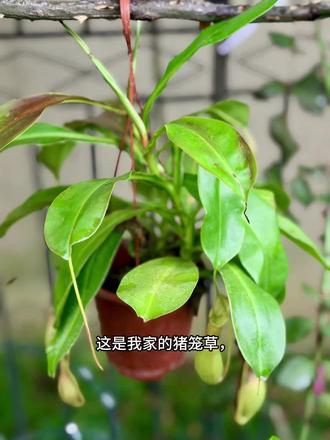 我家猪笼草在“吃饭”