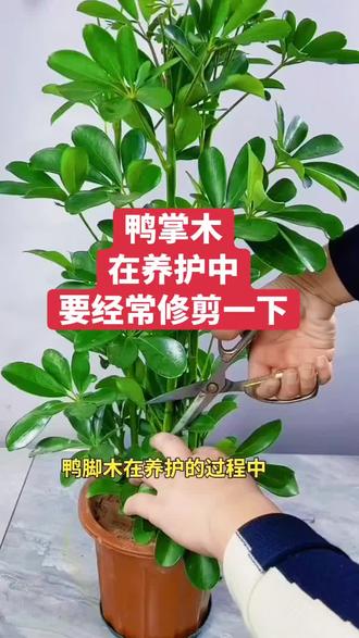 #热门#鸭掌木#家庭养花@DOU+小助手 @抖音小助手