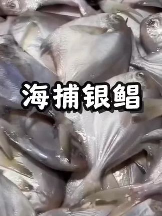 送一斤尝鲜当季捕捞深海银鲳刺少肉嫩非冷库鲳鱼平鱼500G/盒5/6条