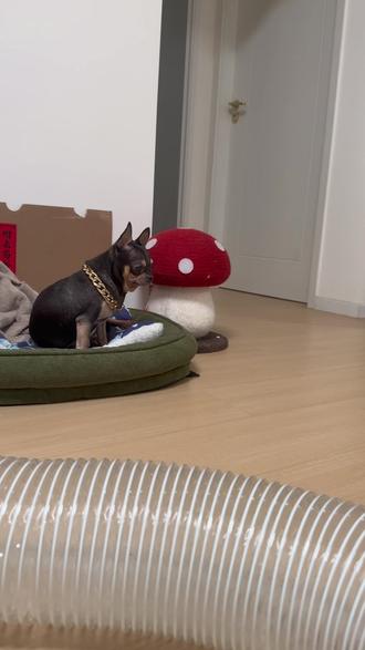 🦔💨傻狗快点叫主人给你狗狗饼干吃~ #动物的迷惑行为 #萌宠萌不萌 #动物迷惑行为 #看完不笑算我输 #遇到事情不要慌 @Puppy与kitty