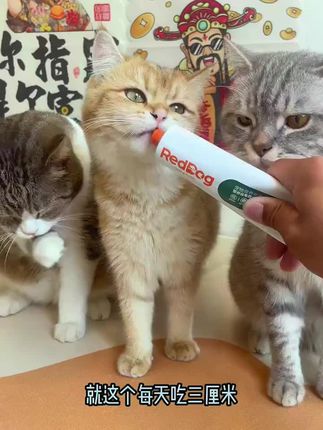 吃的选好了,养猫就很容易#红狗爆款化毛膏#新手养猫必备红狗化毛膏