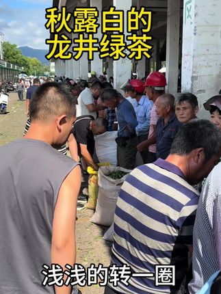 2025年绿茶最后几天、秋茶马上要结束了#秋茶上市 #秋茶#茶叶搬运工 #龙井茶 #原产地