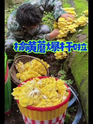 【东北吉林榆黄蘑干】干货东北蘑菇味美鲜香炒菜炖菜好蘑菇#榆黄蘑 #榆黄蘑干 #榆黄蘑干货 #干货 #东北榆黄蘑 @DOU+小助手 @DOU+好生意