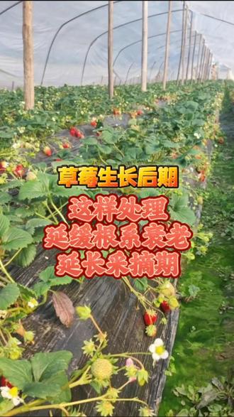 草莓生长后期,这样处理延缓根系衰老,延长采摘期 #草莓 #早衰 #草莓种植 #喜爱度激励计划