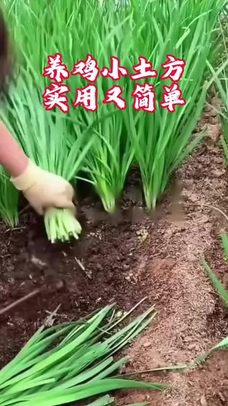 养鸡小土方 实用又简单
#三农养殖 #科学养鸡 #养鸡小妙招 #养鸡技术 #农村散养土鸡