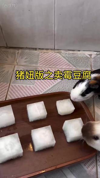 唉,这不能摸
#霉豆腐模仿 #猪妞 #荷兰猪 #豚鼠 #萌宠出道计划