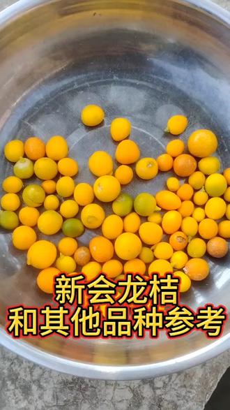 能力有限我只有这些品种了#新会龙桔 #福豆 #新会龙桔柠檬果 #金豆