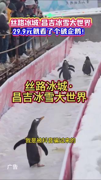 在昌吉丝路冰城·昌吉冰雪大世界也能看到可爱的企鹅🐧🐧🐧🐧啦!!!你来看了吗#昌吉冰雪大世界自黑式打卡#乌鲁木齐冰雪游玩攻略#29.9逛冰雪大世界值不值#企鹅展区真相#昌吉周末去哪玩