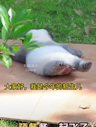 #熊猫 小灰机