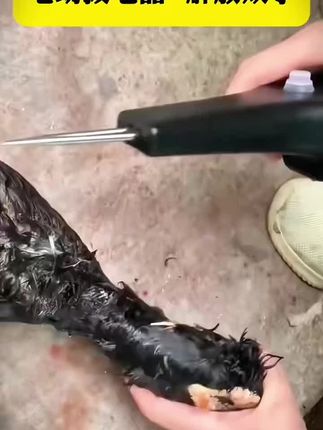 【中秋必备】电动拔毛神器鸡毛鸭毛电动去鸭鹅家禽脱毛机拔毛机拨鸭场景