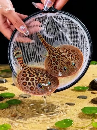 原生缸宝藏 原生缸宝藏!“水下壁虎”爬岩鳅,扁身带斑纹野趣足,啃藻控苔超省心,鱼缸清爽又灵动~#鱼缸里的大自然 #神奇动物在抖音 #水族爱好者 #观赏鱼 #养鱼人 @DOU+上热门 @抖加上热门 @DOU+小助手