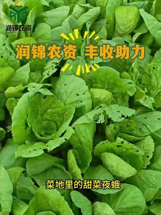 高含量 30%虫螨腈虱螨脲#杀虫杀卵 #玉米虫害 #果树虫害 #蔬菜虫害