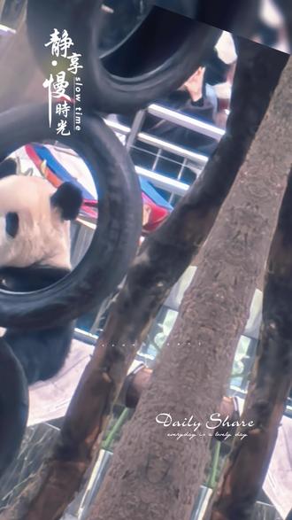 念叨几天让妈妈陪去看大熊猫…长不大哦😁😁😁