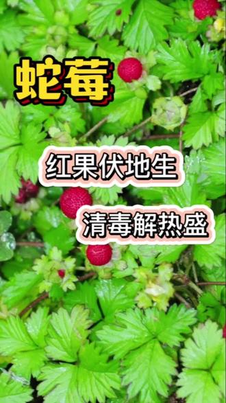 这种小红果,你吃过吗 #植物科普小知识 #晒我镜头里的田野植物 #蛇莓果 #草本植物 #蚊虫叮咬后止痒消肿的妙招