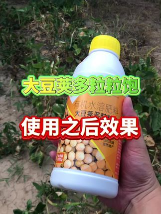 #大豆种植 #大豆种植技术 #大豆高产 #增产增收 #大豆粒粒饱