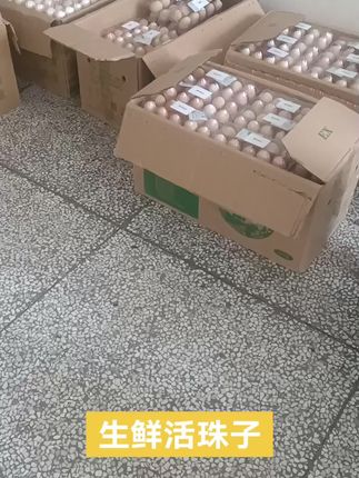 #人工孵化 活珠子,生鲜活珠子孵化。活珠子礼盒批发。